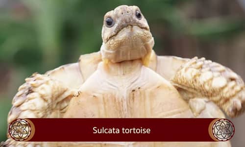Sulcata Tortoise
