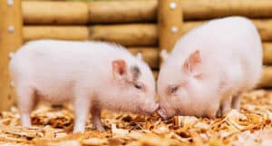 Micro pig