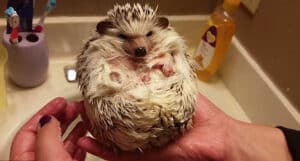 Hedgehog grooming